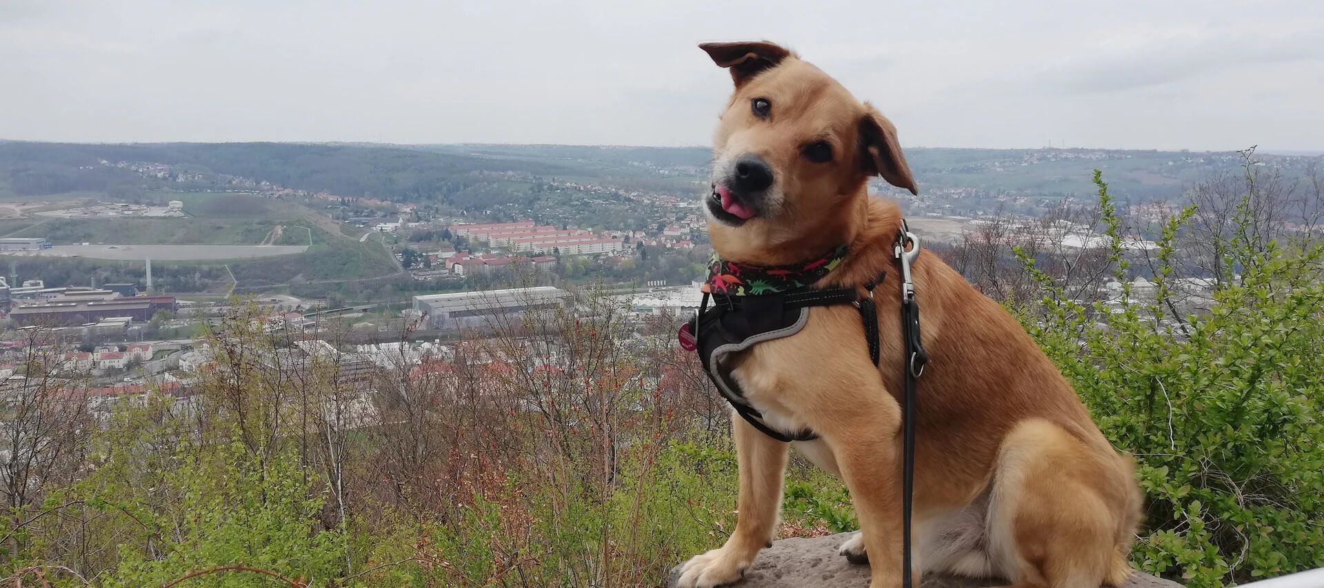 Mein Hund Balou